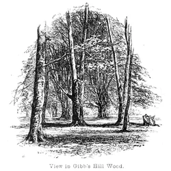 Ansicht in Gibbs Hill Wood